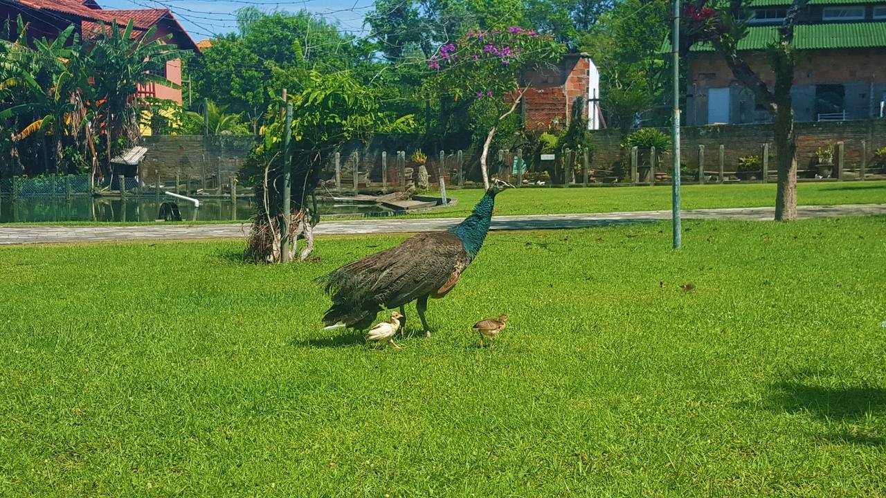 Pousada Pavao Branco Florianópolis Eksteriør billede