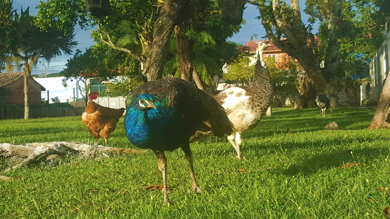 Pousada Pavao Branco Florianópolis Eksteriør billede